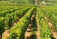 Location pieds de vigne cadeau de mariage original pour amateurs de vin