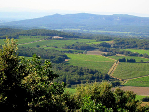 Coffret cadeau vignes.  Location de pieds de vigne Côtes du Rhône.  Cadeau insolite pour un amateur de vin