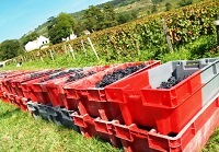 offrir pieds de vigne cadeau noel original pour amateur de vin