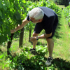 Avis 5 étolies sur l'adoption de vigne au Château Coutet