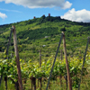 Témoignage adoptiond e vignes en Alsace