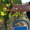 Retour positif sur un coffret Expérience Vin avec vignes bio à Chinon