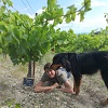 Témoignage sur un coffret Expérience Vin avec vignes bio en Vallée du Rhône à Mondragon