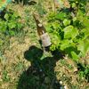 Avis 5 étoiles sur les journée en vigne au Domaine Chapelle en Bourgogne