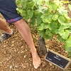 Avis sur la journée découverte de la vigne au Domaine Chapelle avec Gourmet Odyssey