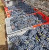Note 5 étoiles sur l'Expérience Vin au Domaine Chapelle à Santenay
