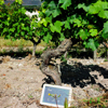 Avis 5 étolies sur l'adoption de vigne au Château de la Bonnelière