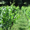 Retour sur la visite en vigne au Château Coutet à Saint-Emilion